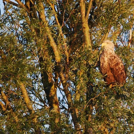 Heimchen Affittacamere 4*